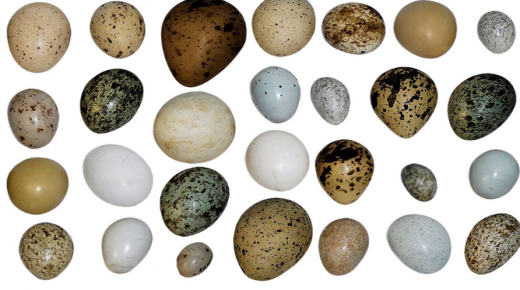 ما هي فوائد بيض الطيور؟