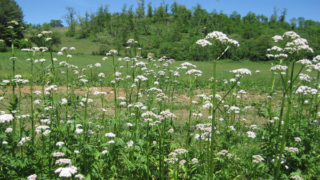 زيت حشيشة الهر