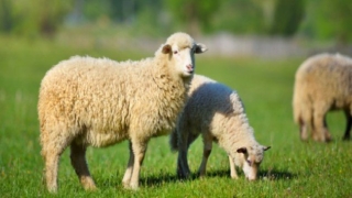 تفسير حلم خروف في المنام بالتفصيل