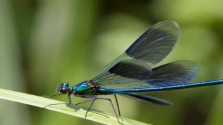 تفسير حلم قتل الحشرات