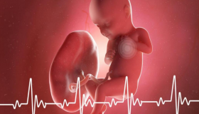 متى يمكن سماع دقات قلب الجنين؟