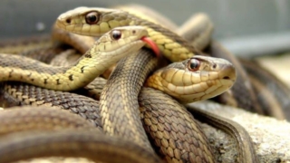 تفسير رؤية الأفعى في المنام لابن سيرين