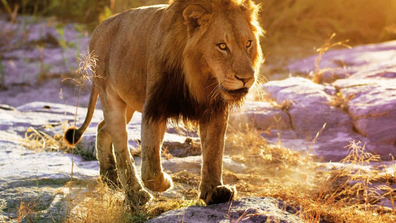 تفسير رؤية الاسد في المنام