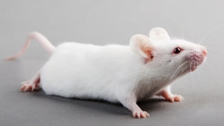 تفسير رؤية الفأر في المنام