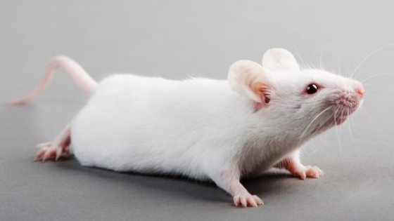 تفسير رؤية الفأر في المنام