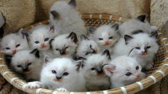 تفسير رؤية القطط الصغيرة في المنام لابن سيرين