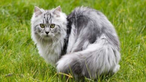 تفسير رؤية القطط في المنام لابن سيرين