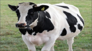 تفسير رؤية بقرة في المنام