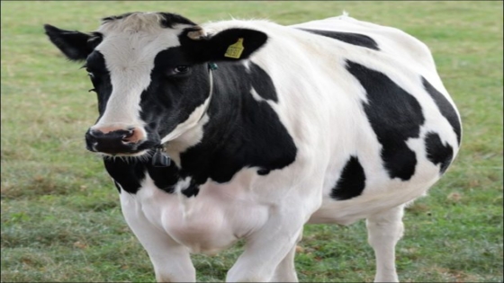 تفسير رؤية بقرة في المنام