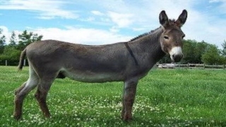 تفسير رؤية حمار في المنام