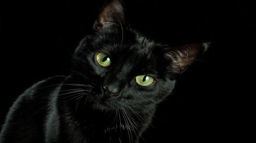 تفسير رؤية قطة سوداء في المنام