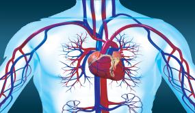 ما هي أعراض ضعف عضلة القلب