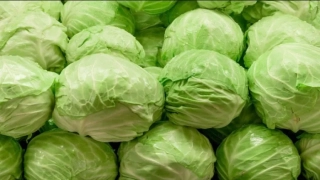 الكرنب في المنام