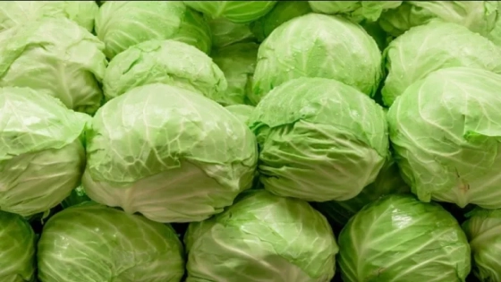 الكرنب في المنام