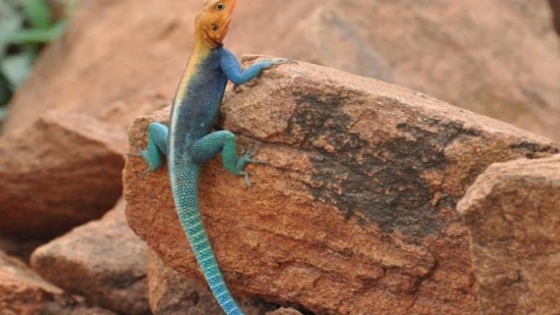 سحلية في المنام