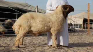 الذبح في المنام