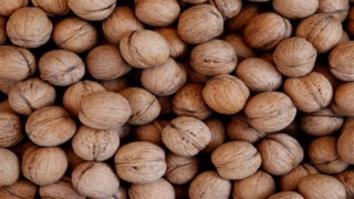 المهبل في المنام