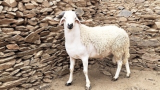 الكبش في المنام