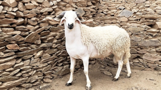 الكبش في المنام