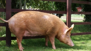 الخنزير في المنام