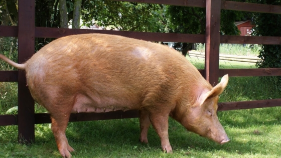 الخنزير في المنام