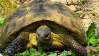السلحفاة في المنام