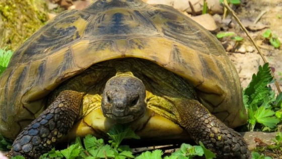 السلحفاة في المنام