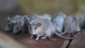 تفسير رؤية الفئران في المنام