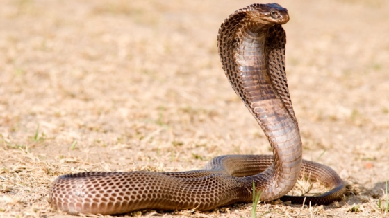 الافعى في المنام