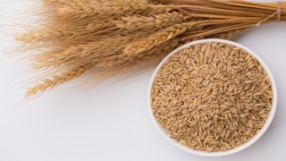 ما هو جنين القمح