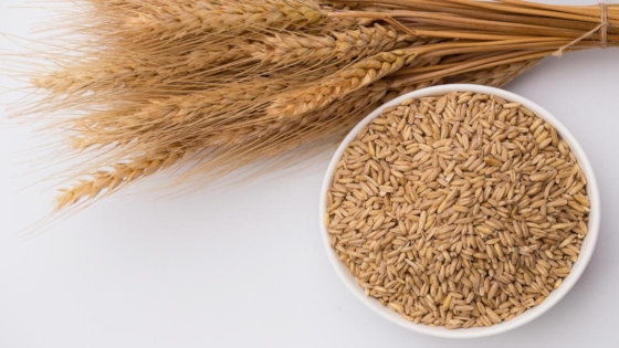 ما هو جنين القمح