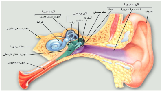 الأذن وتوازن الجسم