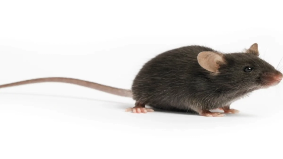 تفسير رؤية الفأر في المنام