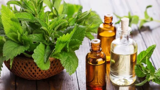 زيت الأوريجانو