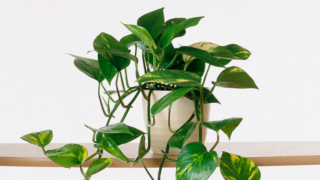 نبات كاكوتي