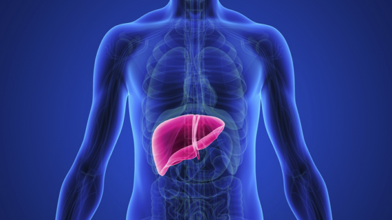 أعراض تسمم الكبد