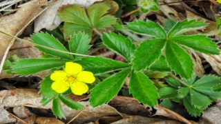 نبات الأصابع الخمسة