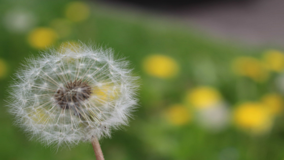 زهرة الهندباء