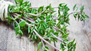 فوائد الزعتر بالتفصيل