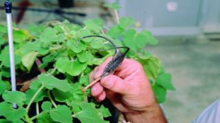 نبات مخلب الشيطان