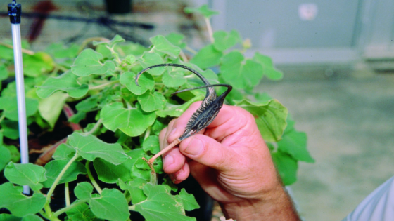 نبات مخلب الشيطان