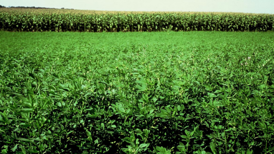 عرق البرسيم