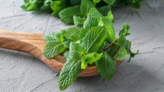 تعرف على طريقة حفظ النعناع