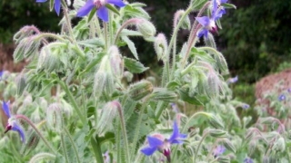 فوائد زهرة لسان الثور