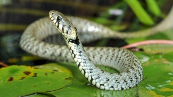 حلم لدغة الثعبان في المنام