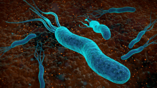 عدوى هيليكوباكتر بيلوري