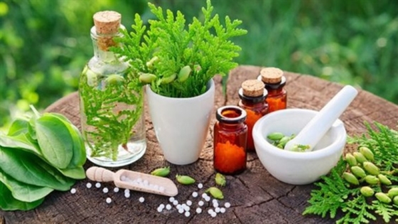 نبات ملعقة الماء