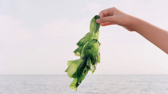 فوائد الأعشاب البحرية