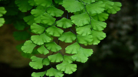 أوراق الشعر