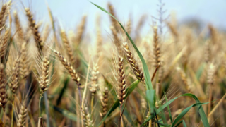 الحنطة السوداء